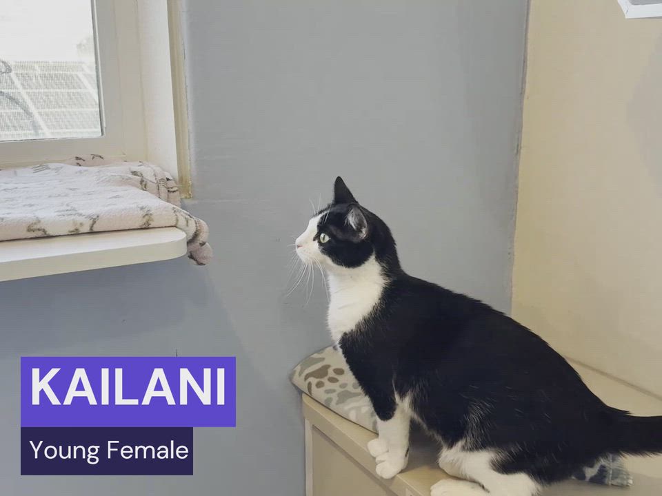 Enlarge KAILANI, a Adoptable Domestic Short Hair in La Crescent, MN video 5/5