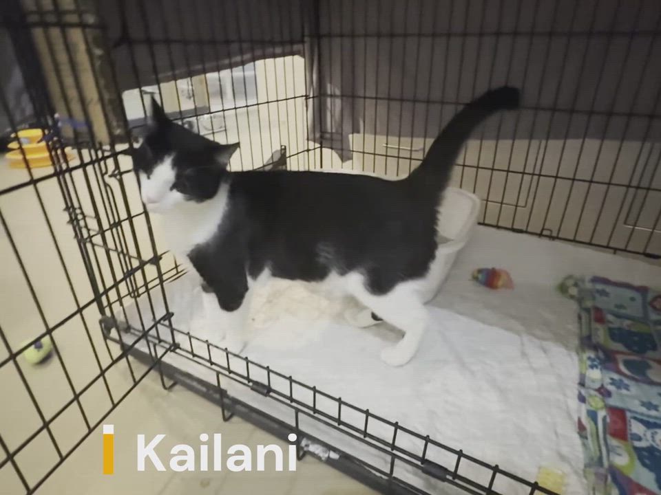 Enlarge KAILANI, a Adoptable Domestic Short Hair in La Crescent, MN video 3/5