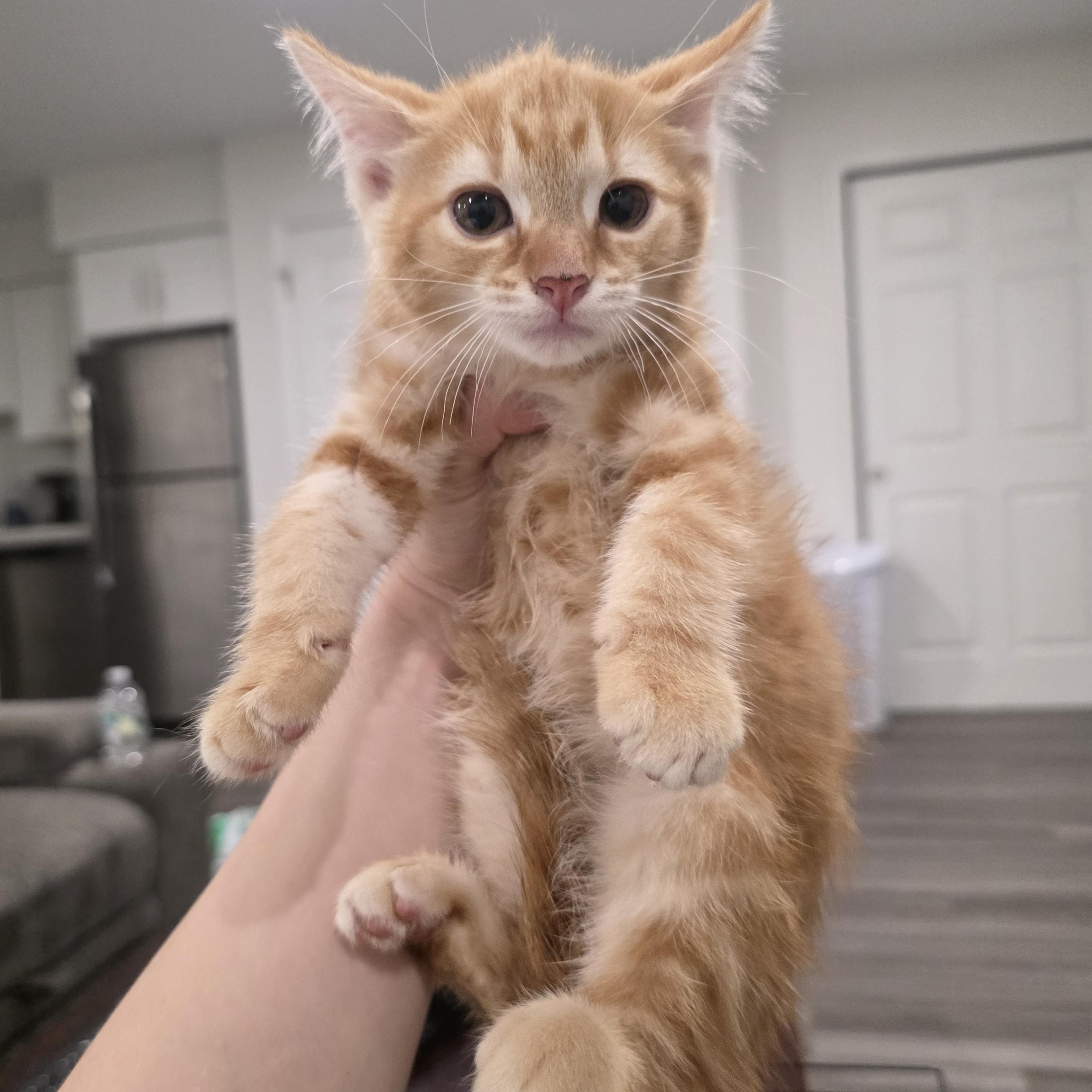 Myrtle, ADOPTABLE, Kitten Female Domestic Medium Hair & Domestic Short Hair.