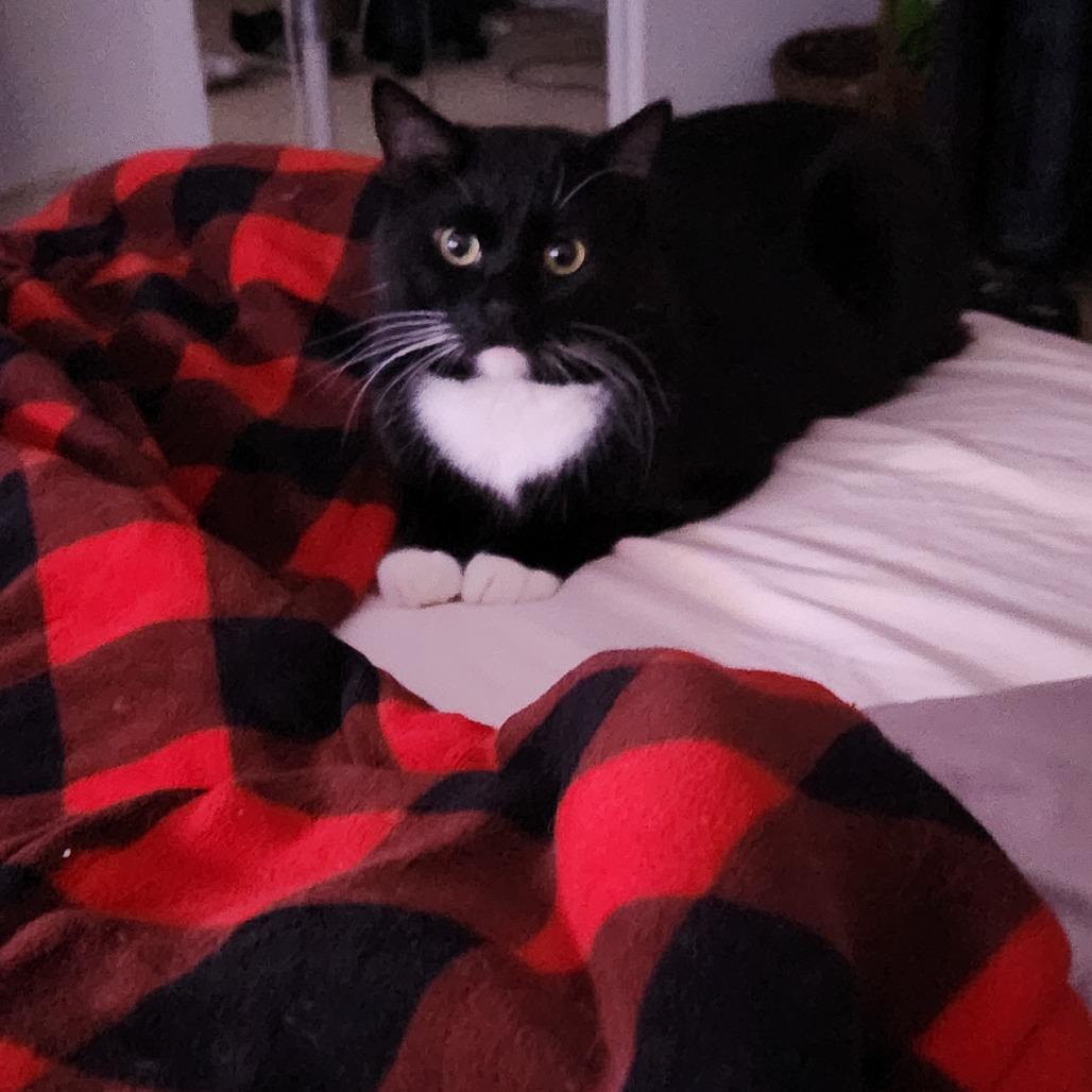 Enlarge Zell, a Adoptable Domestic Short Hair in Saint Charles, MO image 1/6