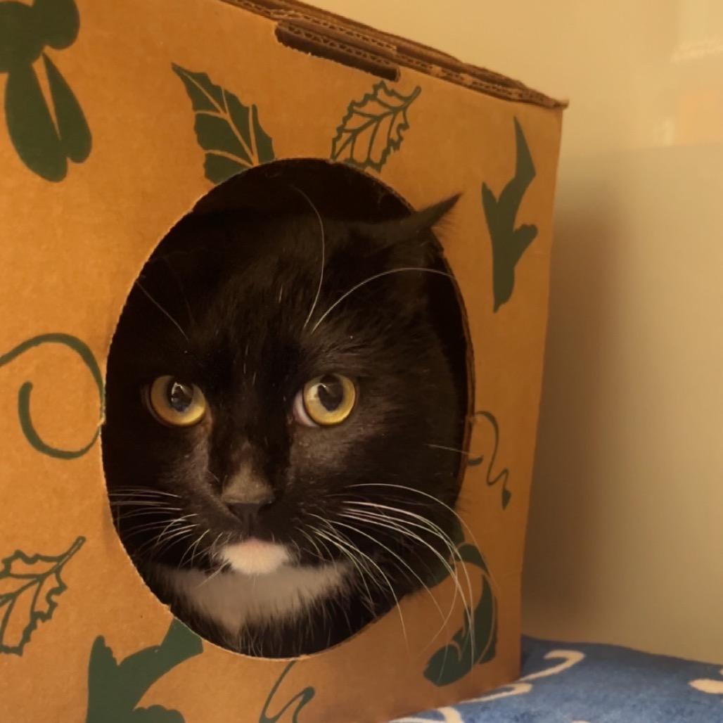 Enlarge Zell, a Adoptable Domestic Short Hair in Saint Charles, MO image 1/2