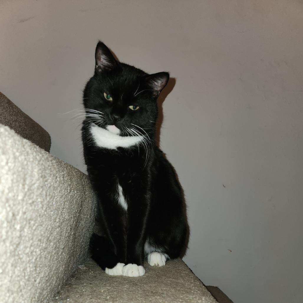 Enlarge Zell, a Adoptable Domestic Short Hair in Saint Charles, MO image 2/6