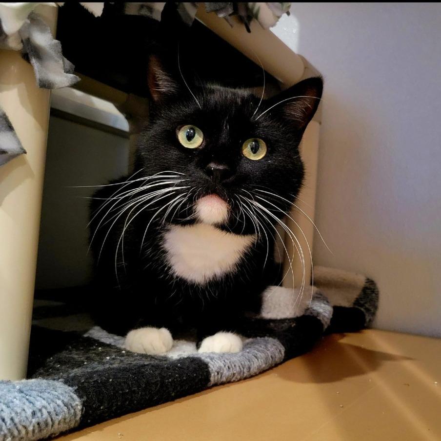 Enlarge Zell, a Adoptable Domestic Short Hair in Saint Charles, MO image 2/2