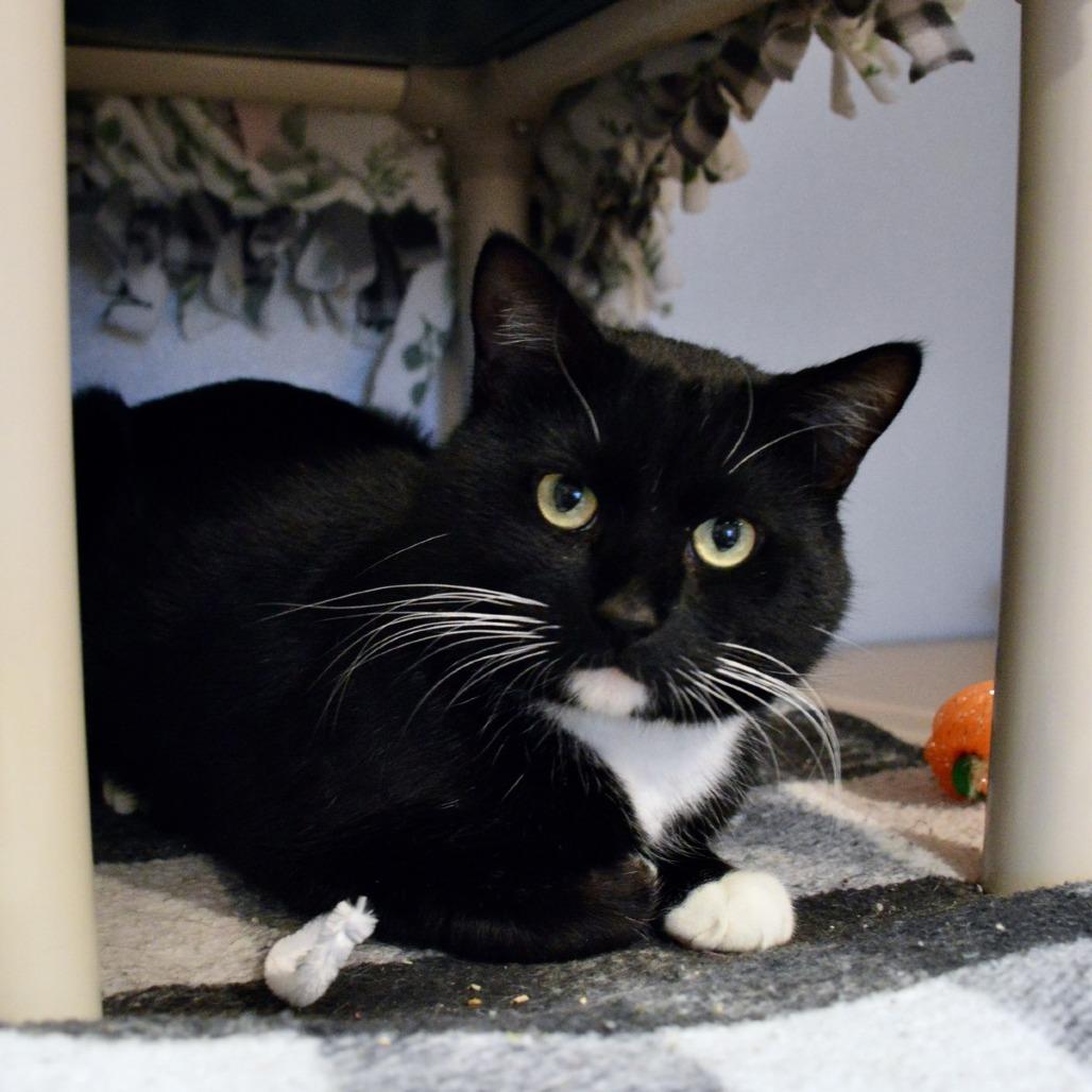 Enlarge Zell, a Adoptable Domestic Short Hair in Saint Charles, MO image 3/5