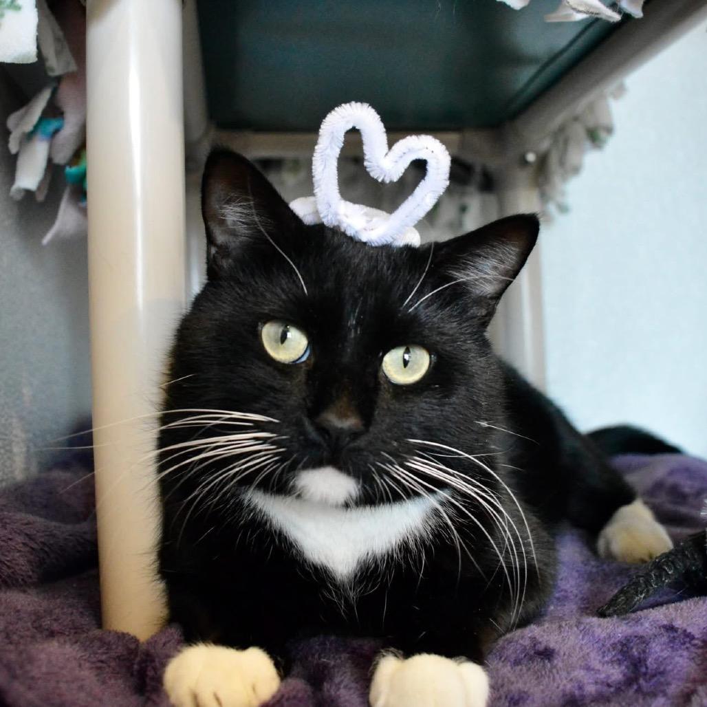 Enlarge Zell, a Adoptable Domestic Short Hair in Saint Charles, MO image 4/5