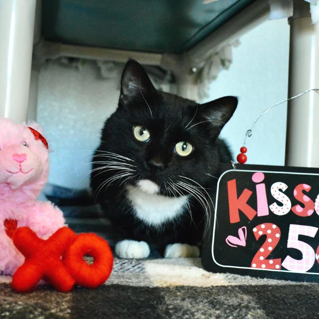 Enlarge Zell, a Adoptable Domestic Short Hair in Saint Charles, MO image 5/5