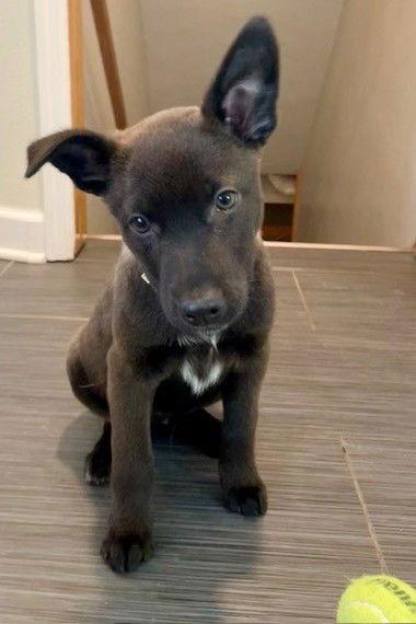 **CHLOE**, Adoptable, Puppy Female Australian Cattle Dog / Blue Heeler.