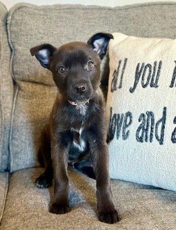 **CHLOE**, Adoptable, Puppy Female Australian Cattle Dog / Blue Heeler.