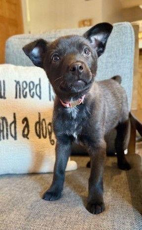 Enlarge **CHLOE**, a Adoptable Australian Cattle Dog / Blue Heeler in North Prairie, WI image 2/2