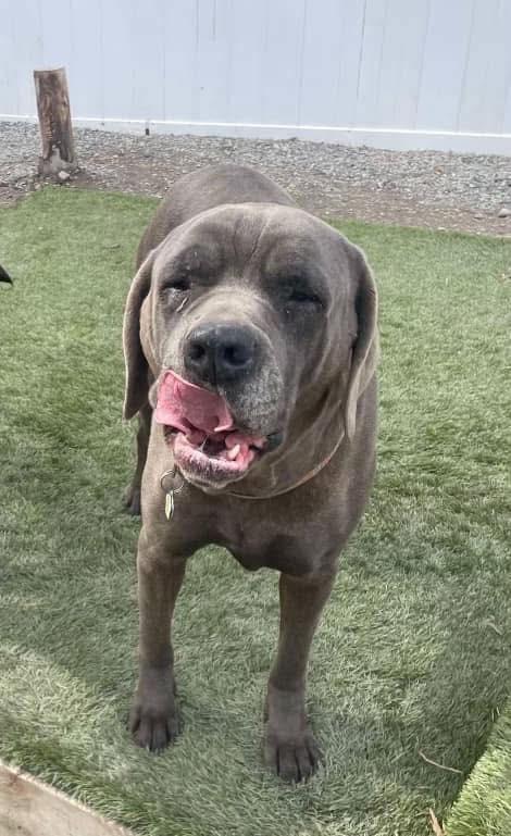 Bowser and Steel, an adoptable Cane Corso, Bullmastiff in Cranbrook, BC, V1C 6P3 | Photo Image 2