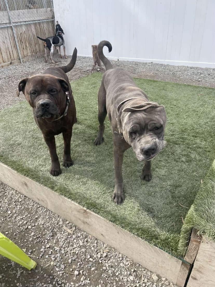 Bowser and Steel, an adoptable Cane Corso, Bullmastiff in Cranbrook, BC, V1C 6P3 | Photo Image 1