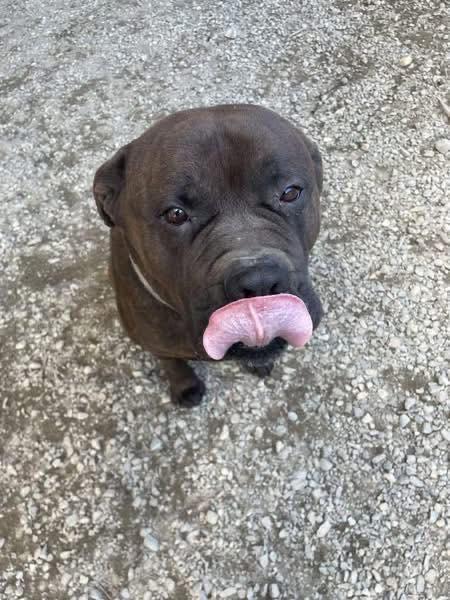 Bowser and Steel, an adoptable Cane Corso, Bullmastiff in Cranbrook, BC, V1C 6P3 | Photo Image 5