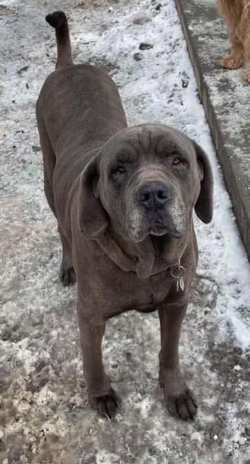 Bowser and Steel, an adoptable Cane Corso, Bullmastiff in Cranbrook, BC, V1C 6P3 | Photo Image 6