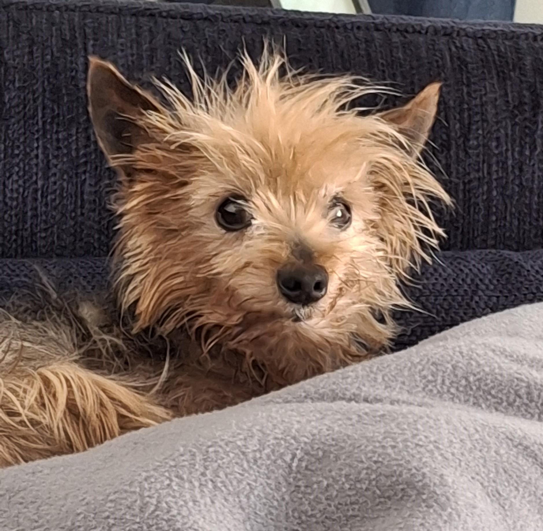 Steve, Adopted, Senior Male Yorkshire Terrier.