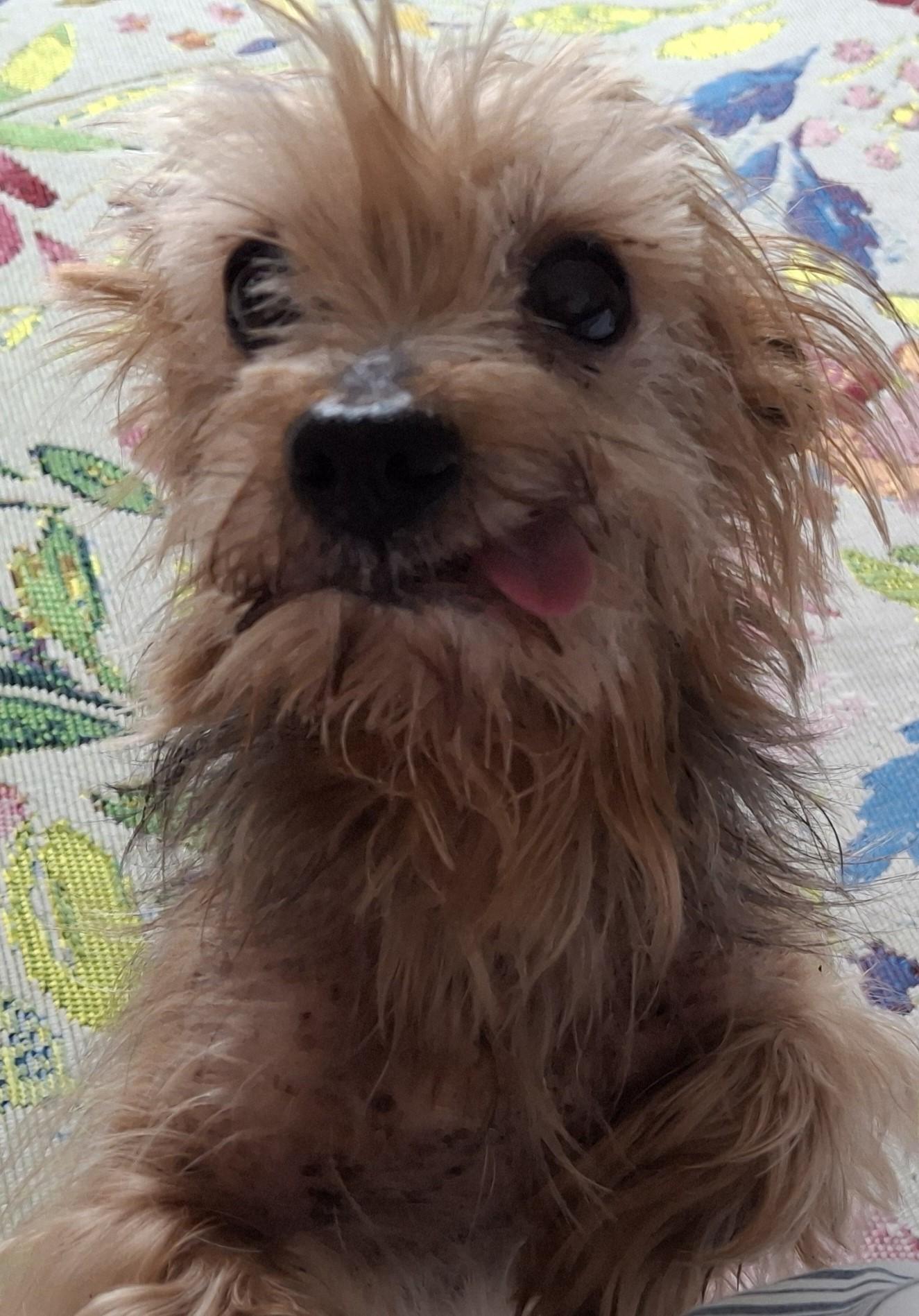 Enlarge Steve, a Adopted Yorkshire Terrier in Wilmington, DE image 2/4