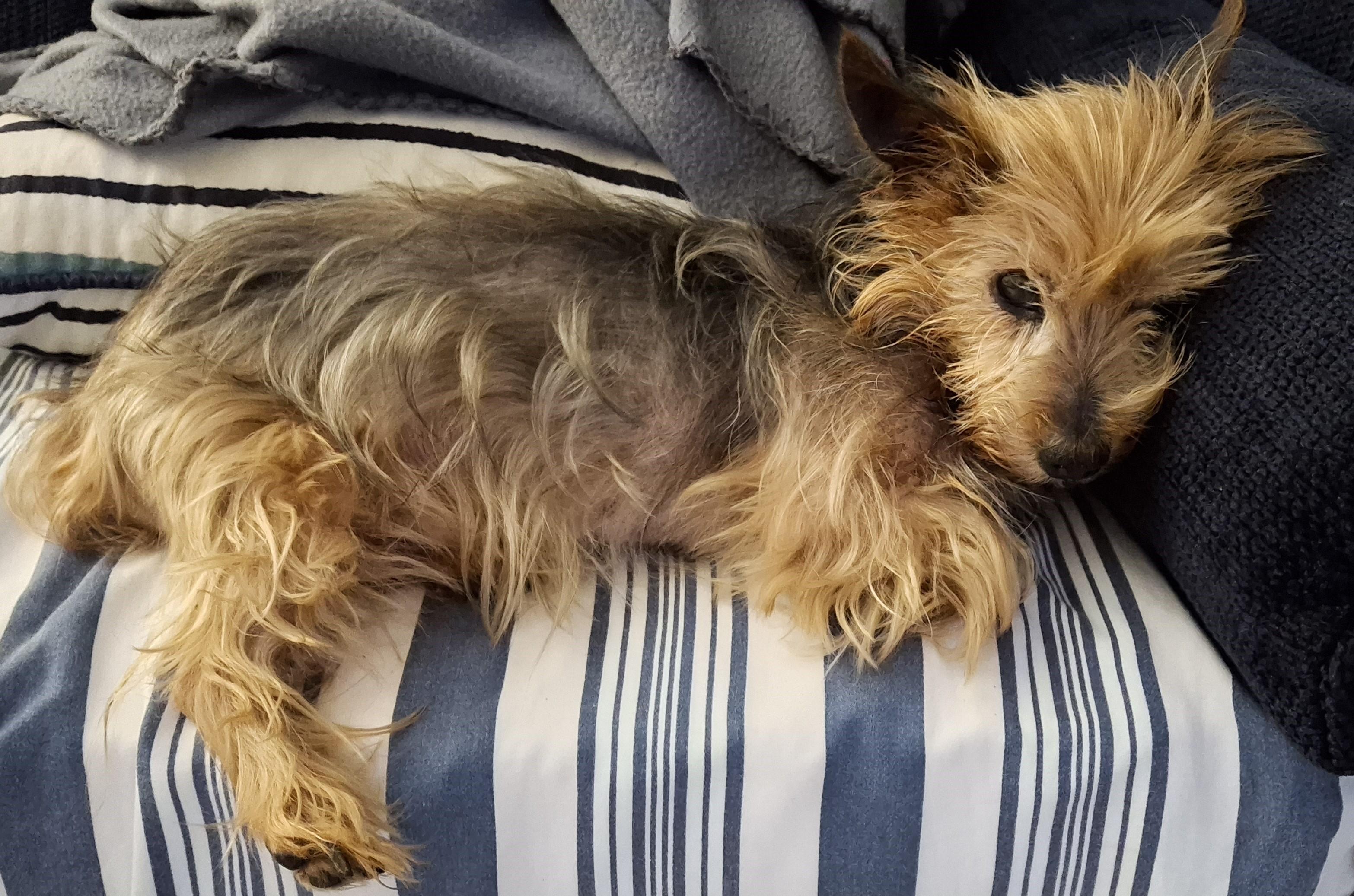 Enlarge Steve, a Adopted Yorkshire Terrier in Wilmington, DE image 4/4