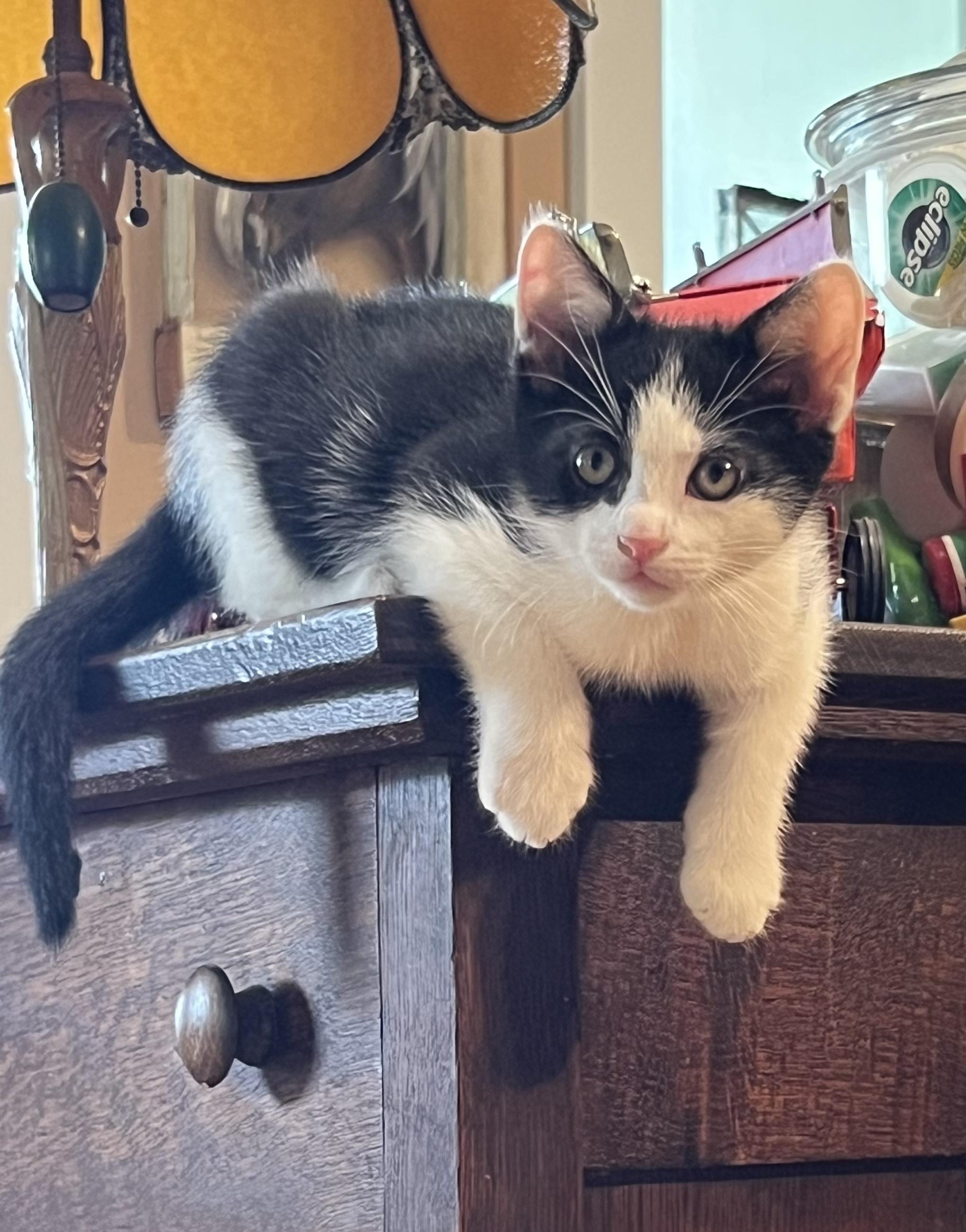 FinleyBoy, Baby Male Domestic Medium Hair