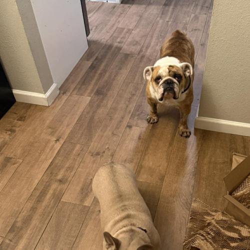 Billy, Adoptable, Young Male English Bulldog.