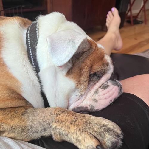 Billy, a Adoptable English Bulldog in Austin, TX image 2/5