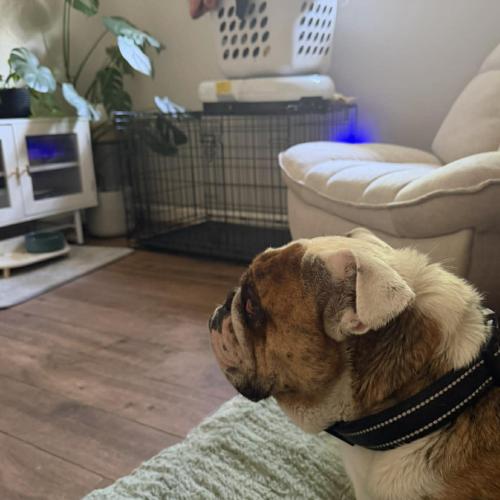 Enlarge Billy, a Adoptable English Bulldog in Austin, TX image 2/3