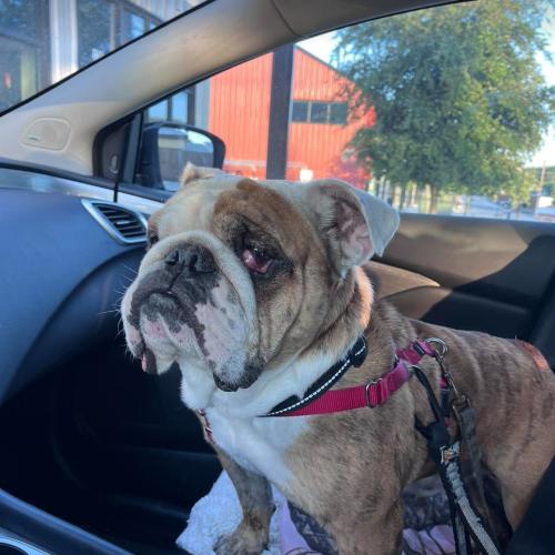 Billy, a Adoptable English Bulldog in Austin, TX image 4/5