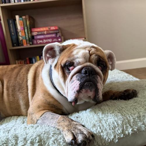 Enlarge Billy, a Adoptable English Bulldog in Austin, TX image 3/3