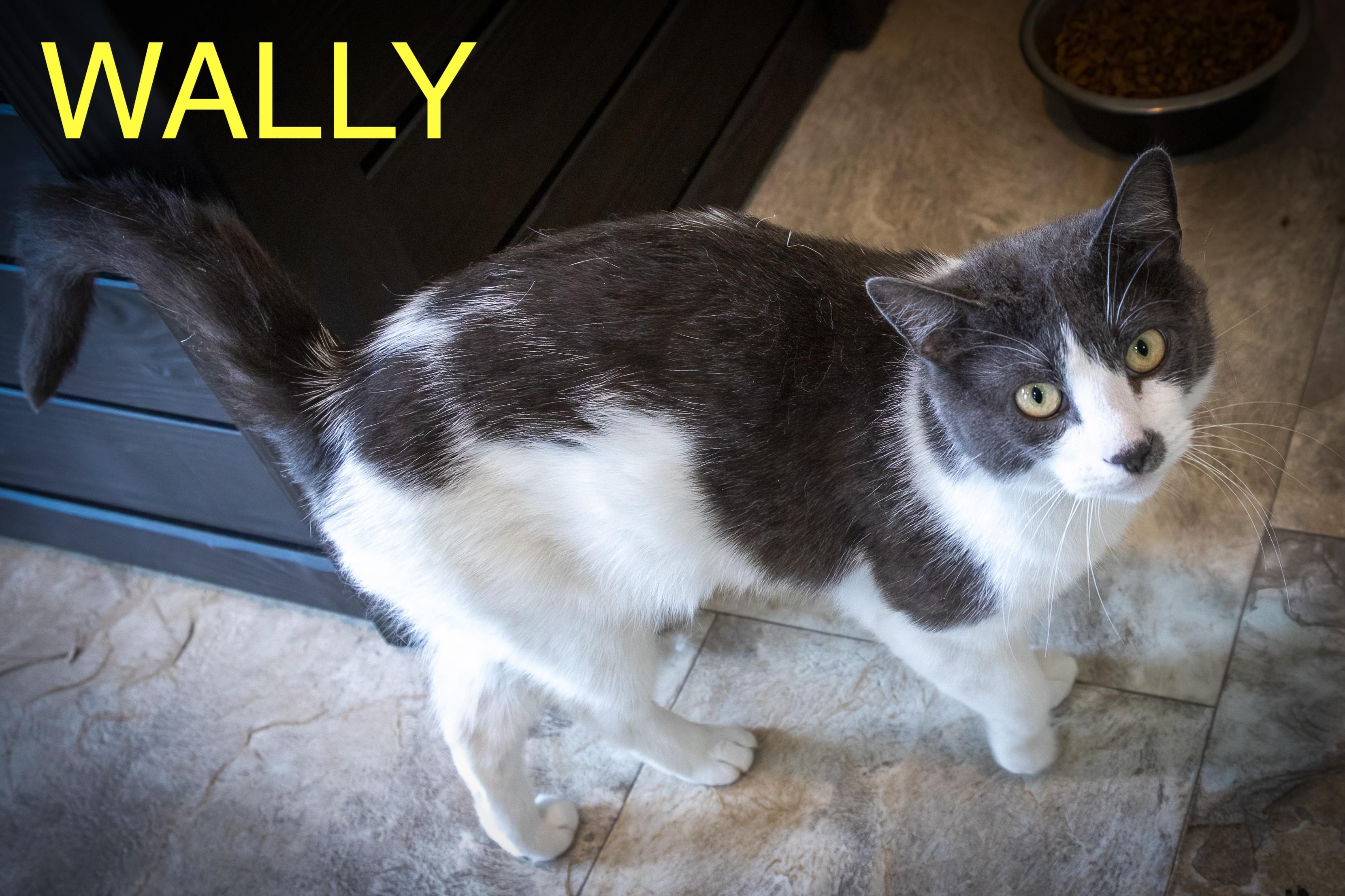 Wally (fcid# // -