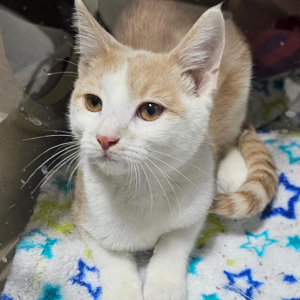 Enlarge Apple, a Adoptable Domestic Short Hair in Grinnell, IA image 1/3