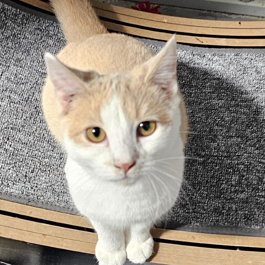 Enlarge Apple, a Adoptable Domestic Short Hair in Grinnell, IA image 2/3