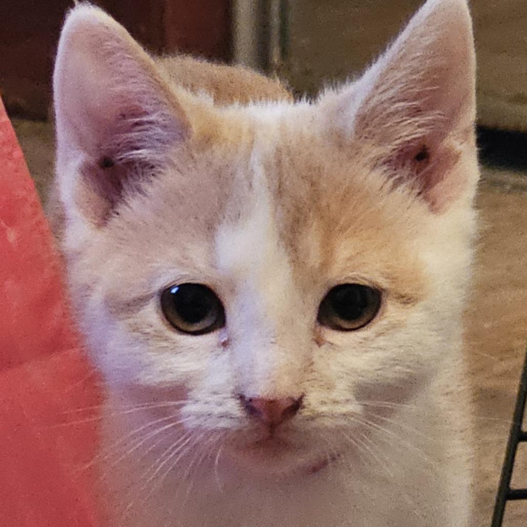 Enlarge Apple, a Adoptable Domestic Short Hair in Grinnell, IA image 3/3