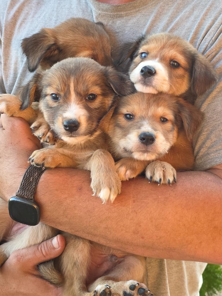 Enlarge Maria, a Adoptable mixed breed in Fort Stockton, TX image 2/3