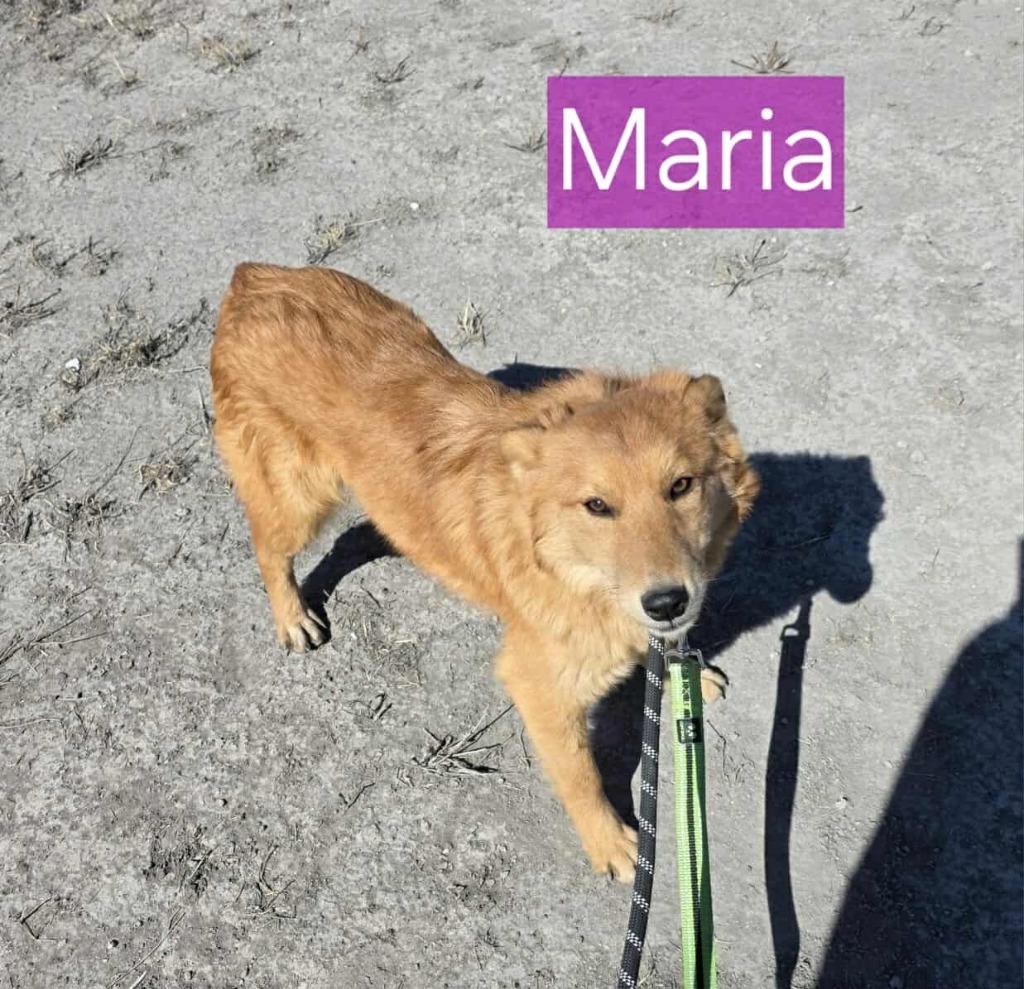 Enlarge Maria, a Adoptable mixed breed in Fort Stockton, TX image 1/3