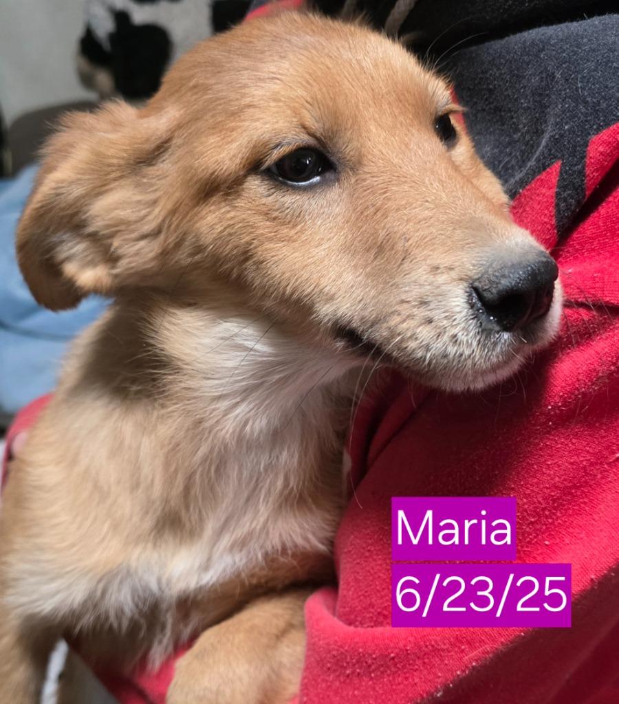 Enlarge Maria, a Adoptable mixed breed in Fort Stockton, TX image 3/3