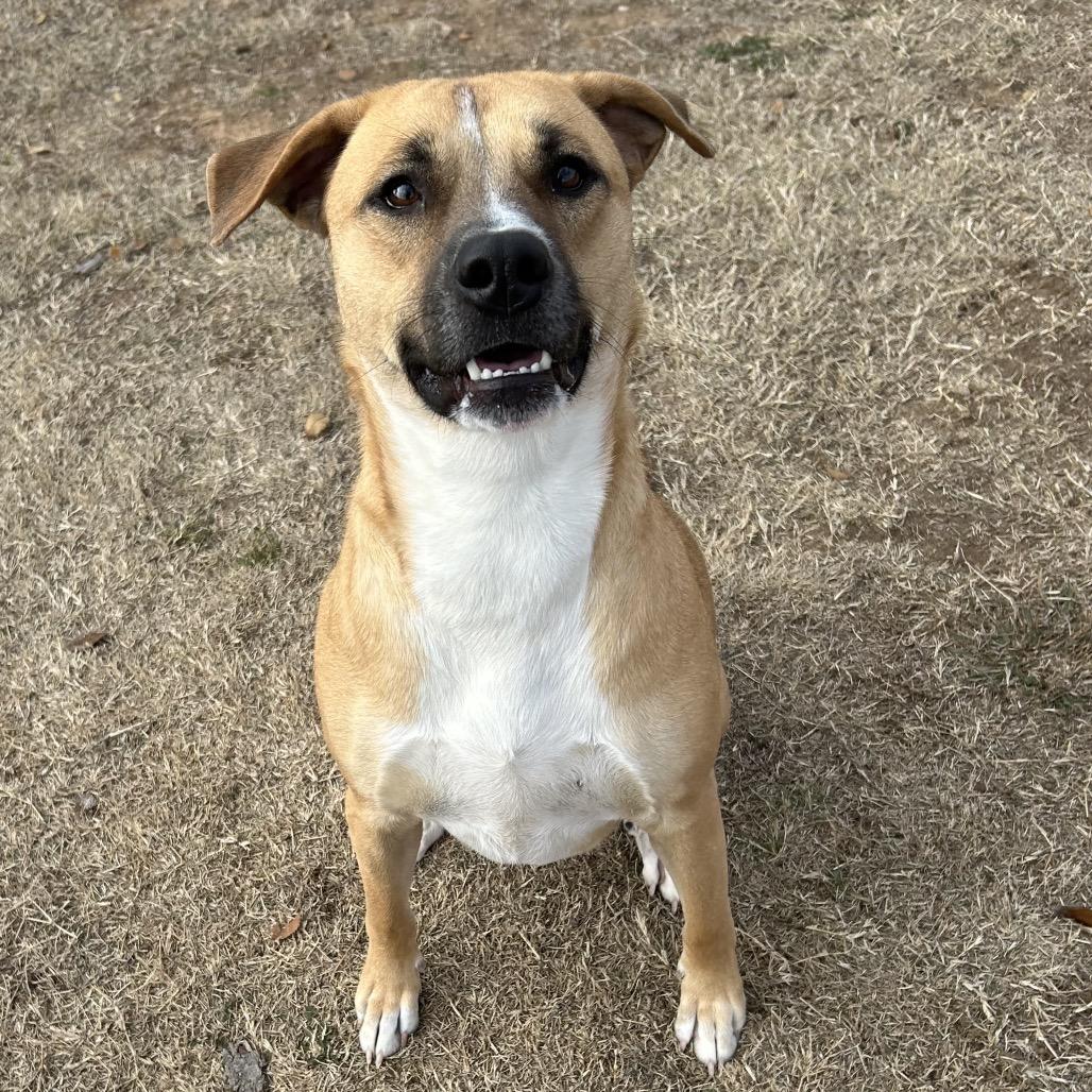 Grease, a Adoptable Mixed Breed in Pauls Valley, OK image 4/5