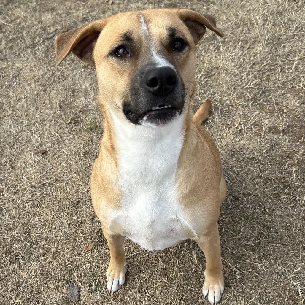 Grease, a Adoptable Mixed Breed in Pauls Valley, OK image 5/5