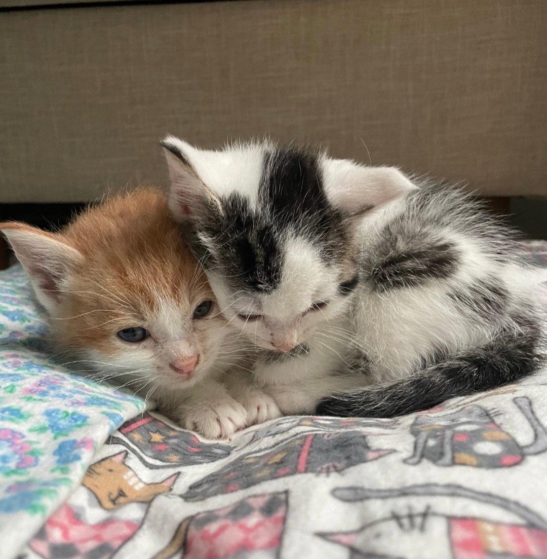 Enlarge Bong, a Adoptable mixed breed in Campbell, CA image 1/3