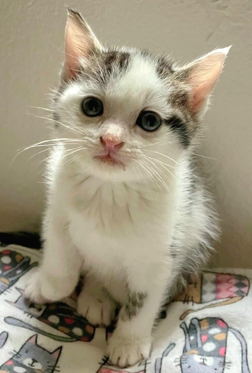 Bong, Adoptable, Kitten Male Domestic Short Hair & Tabby.