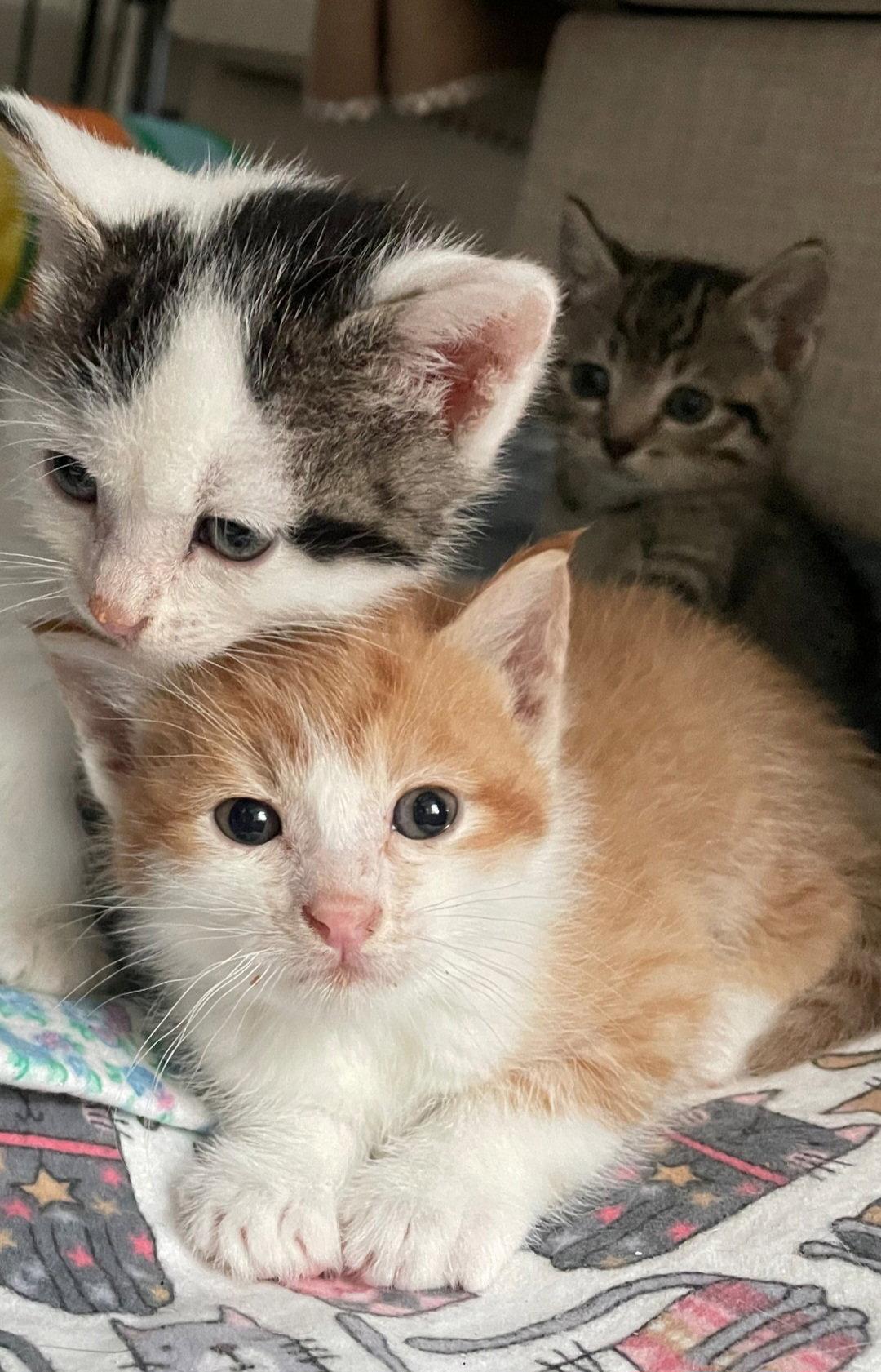 Enlarge Bong, a Adoptable mixed breed in Campbell, CA image 3/3
