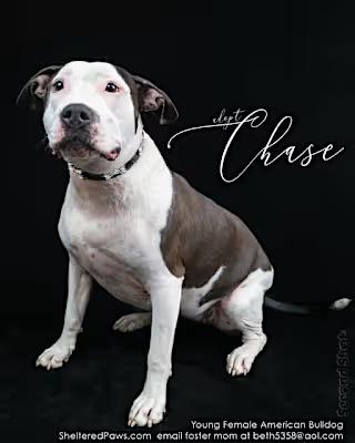 Chase - URGENT