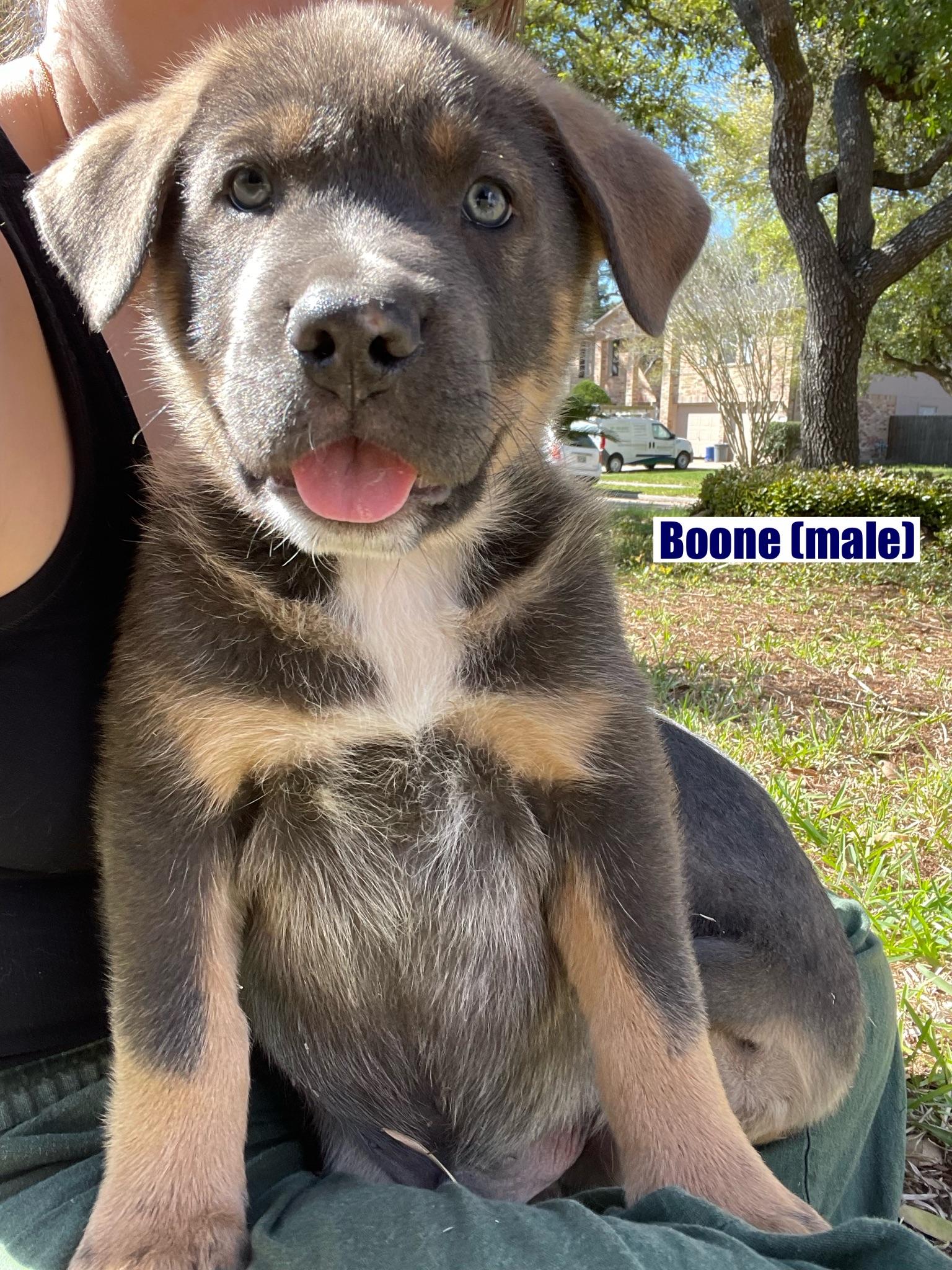 Boone, Adoptable, Puppy Male Shar-Pei & Husky.