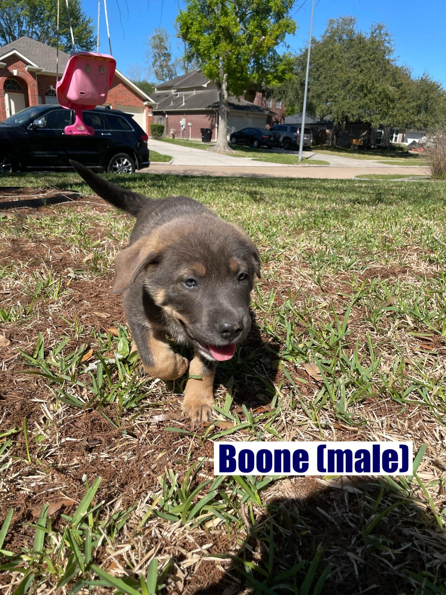 Enlarge Boone, a Adoptable mixed breed in Orlando, FL image 2/5