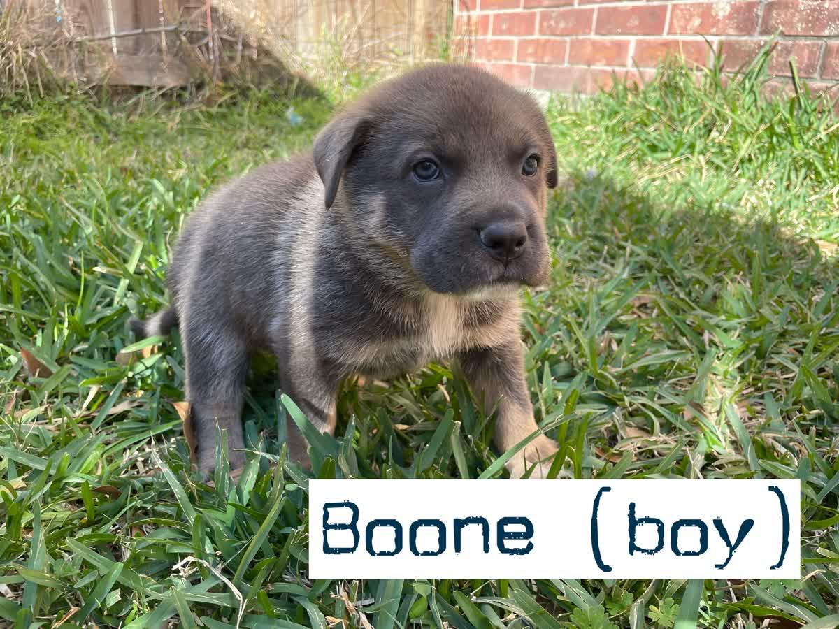 Enlarge Boone, a Adoptable mixed breed in Orlando, FL image 5/5