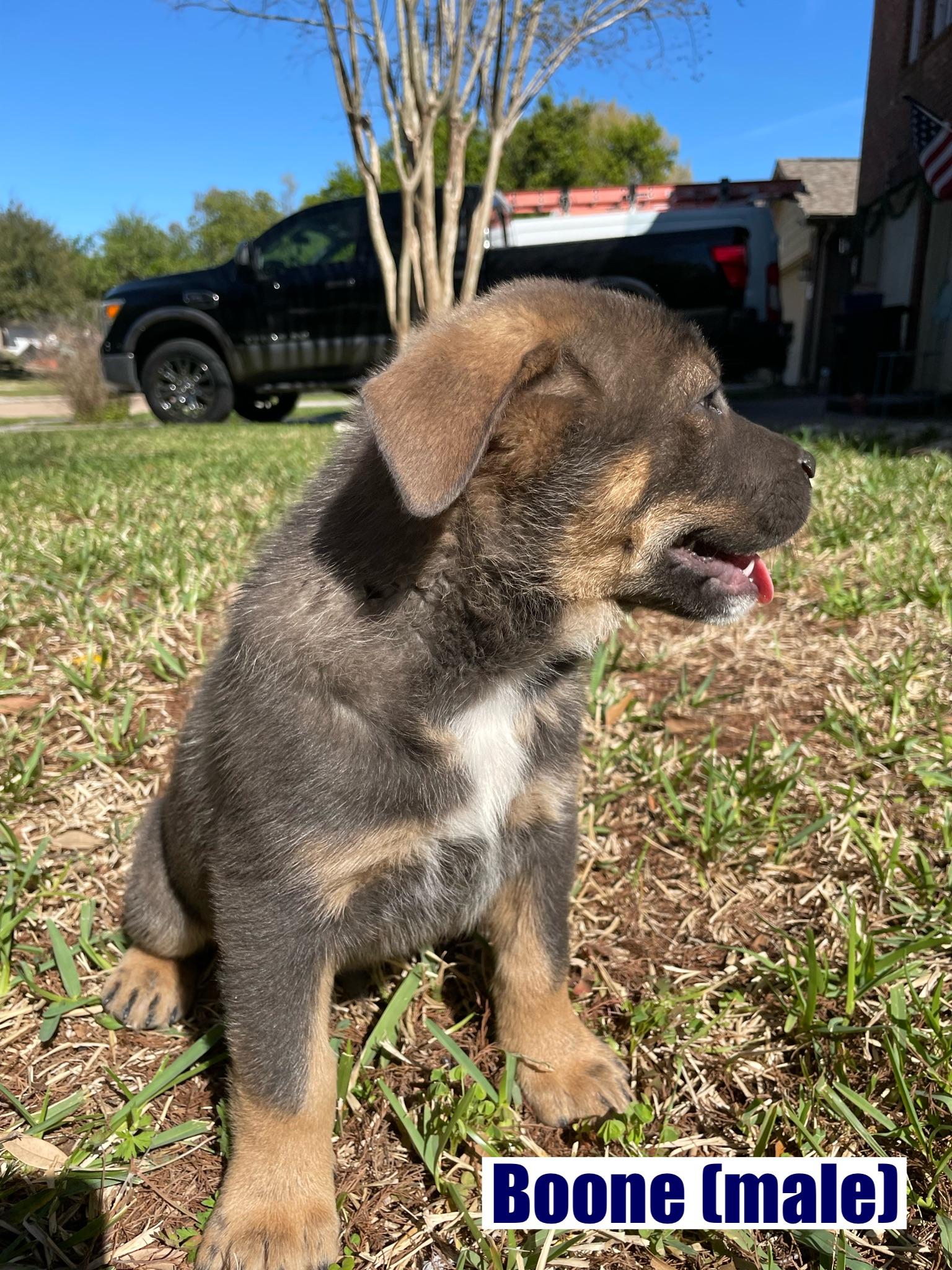 Enlarge Boone, a Adoptable mixed breed in Orlando, FL image 3/5