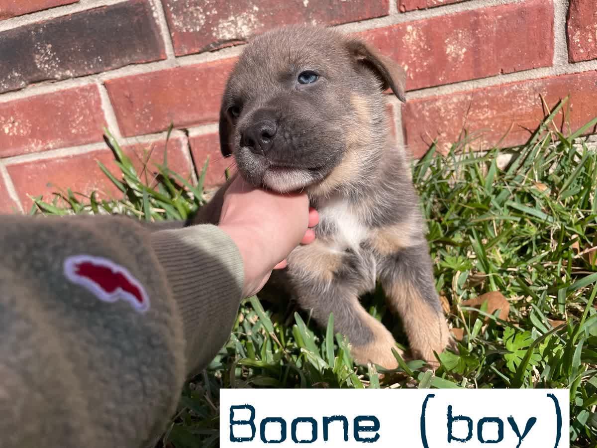 Enlarge Boone, a Adoptable mixed breed in Orlando, FL image 4/5