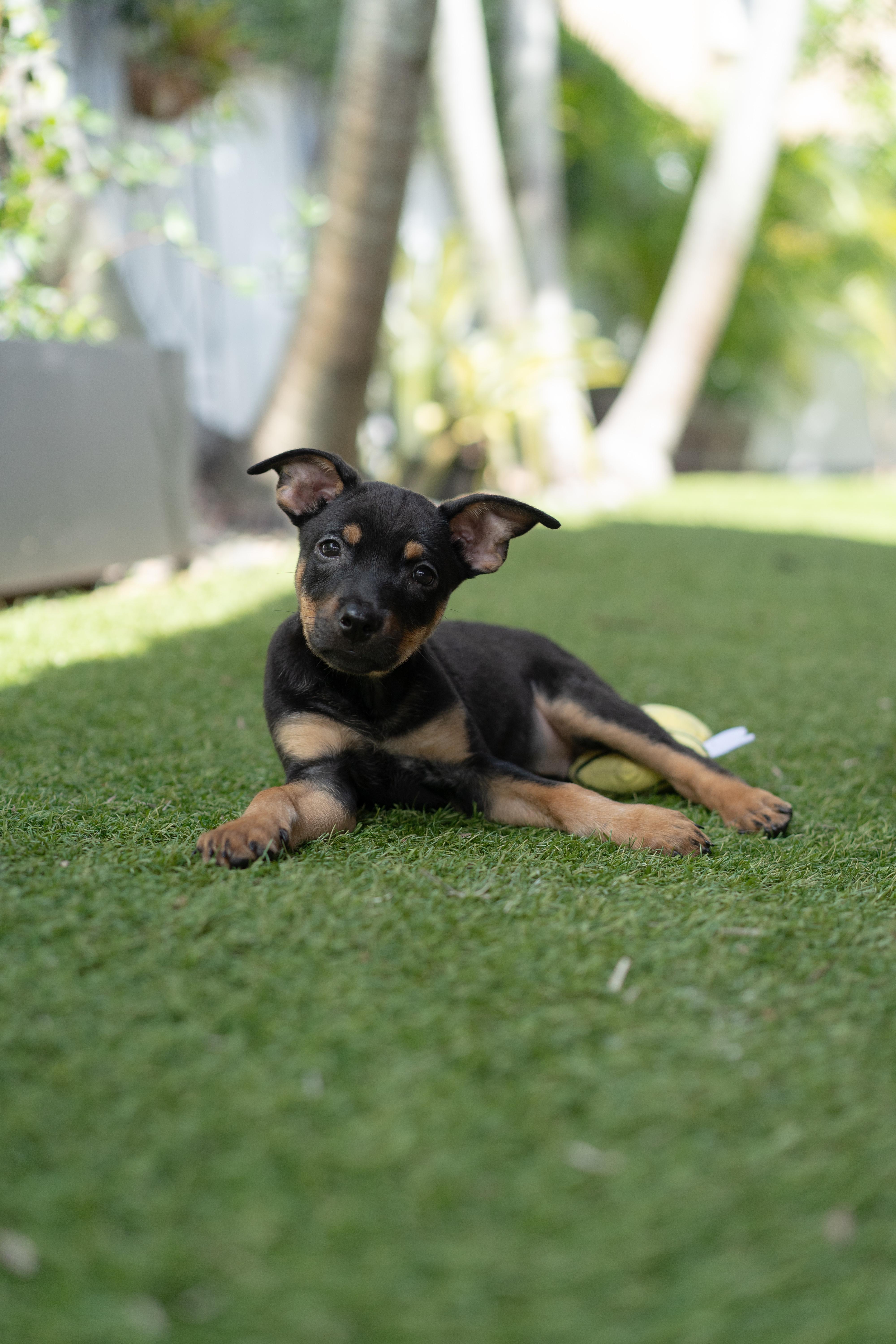 Enlarge Reba, a Adoptable mixed breed in Miramar, FL image 2/5