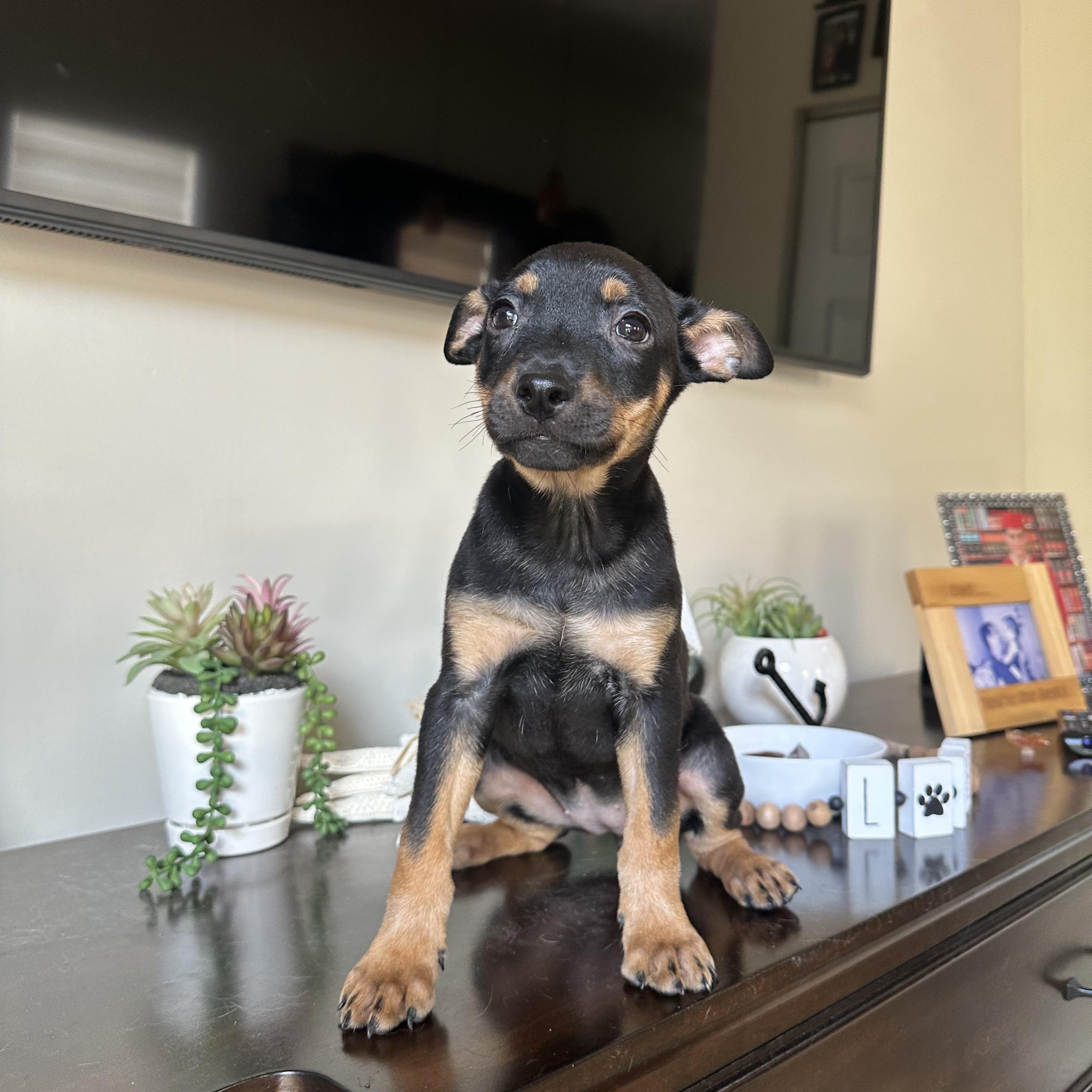 Enlarge Reba, a Adoptable mixed breed in Miramar, FL image 5/5