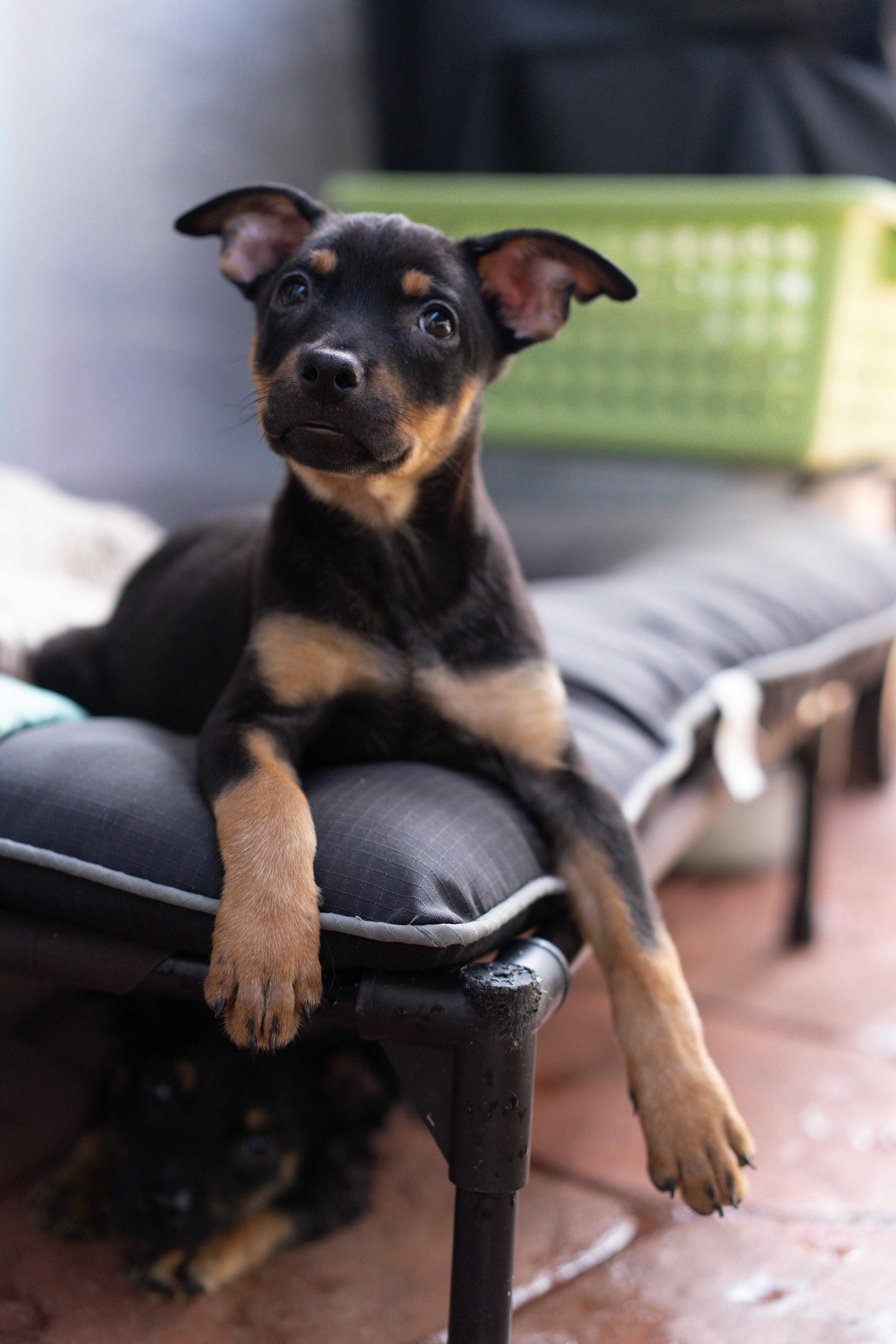 Enlarge Reba, a Adoptable mixed breed in Miramar, FL image 1/5