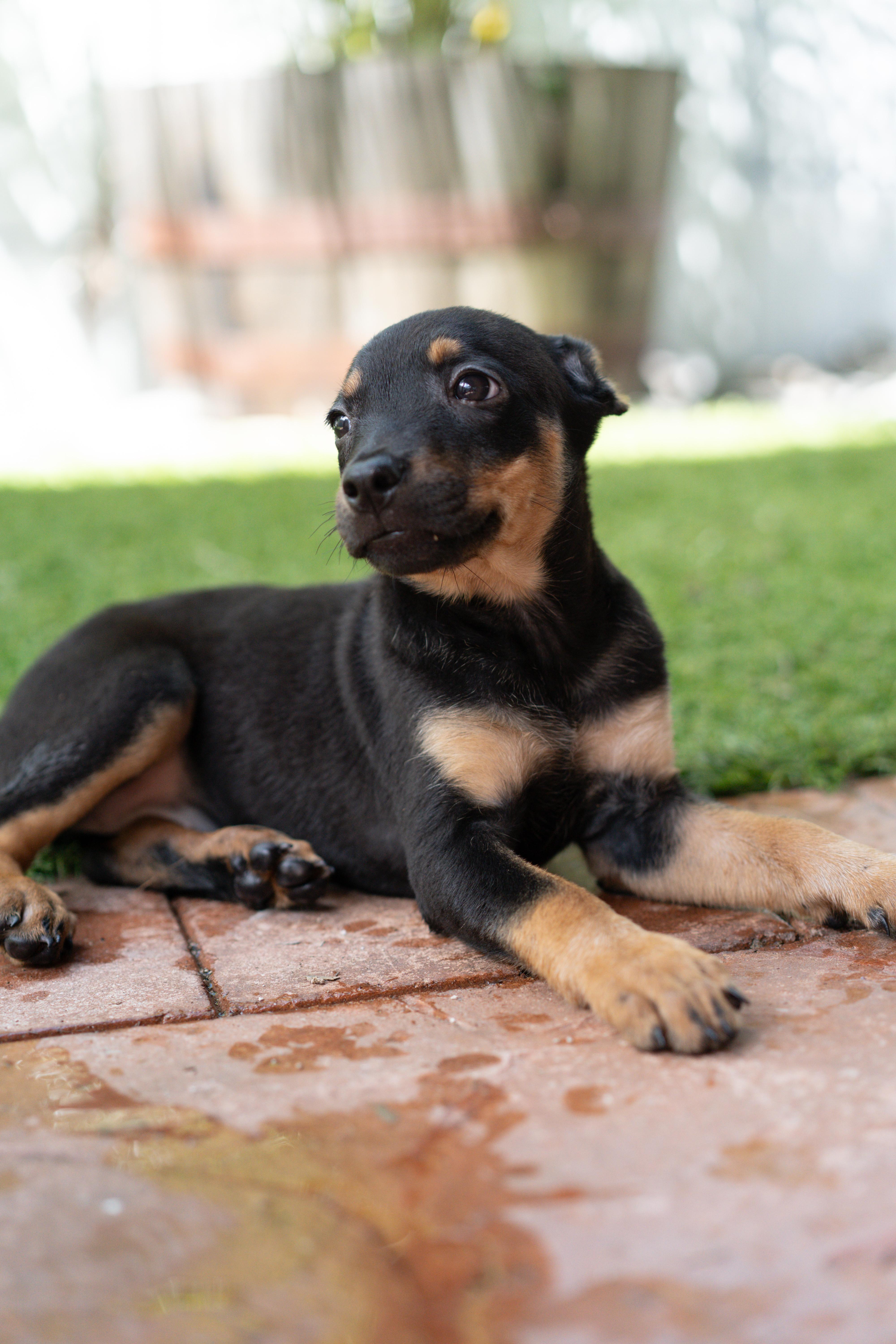 Enlarge Reba, a Adoptable mixed breed in Miramar, FL image 3/5
