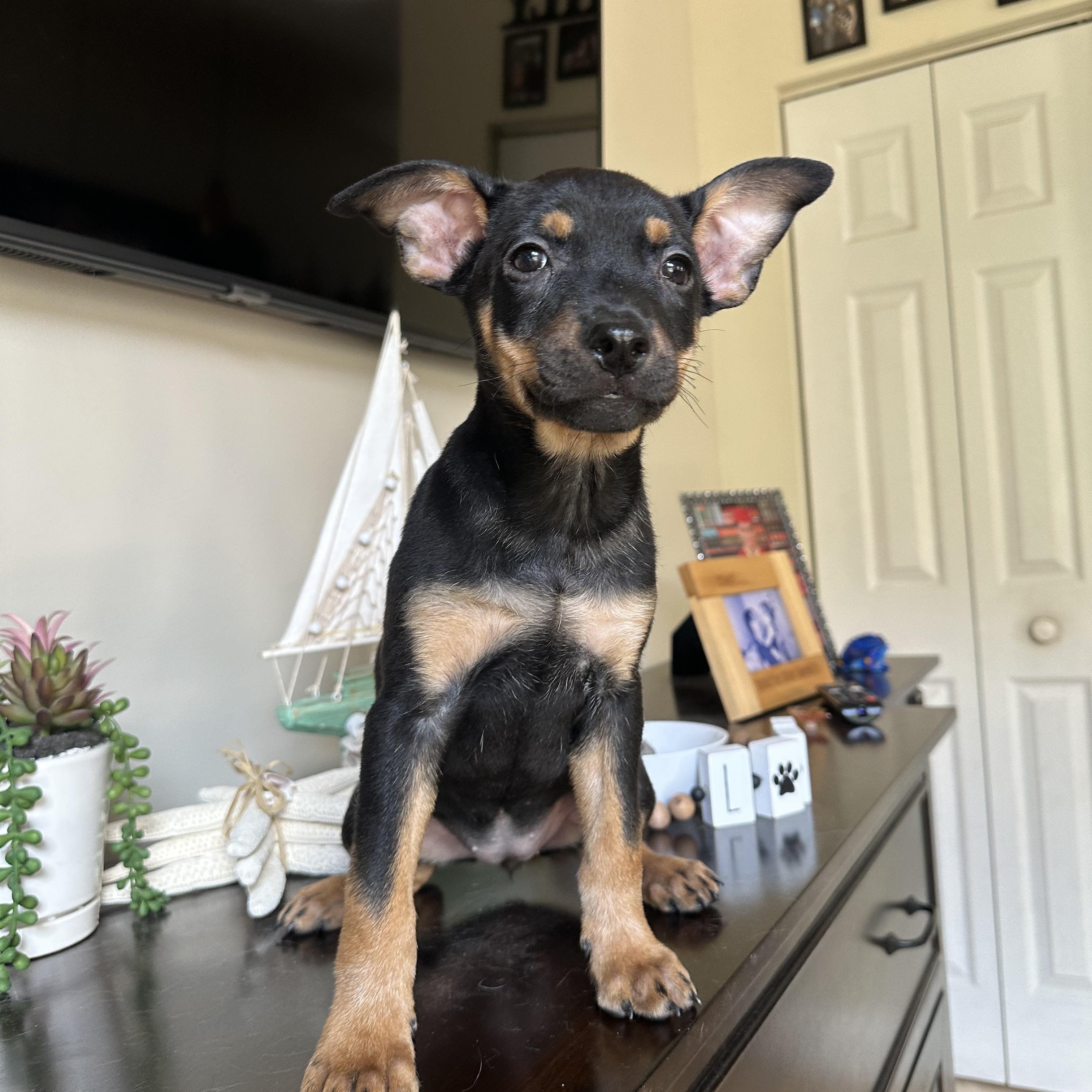 Enlarge Reba, a Adoptable mixed breed in Miramar, FL image 4/5