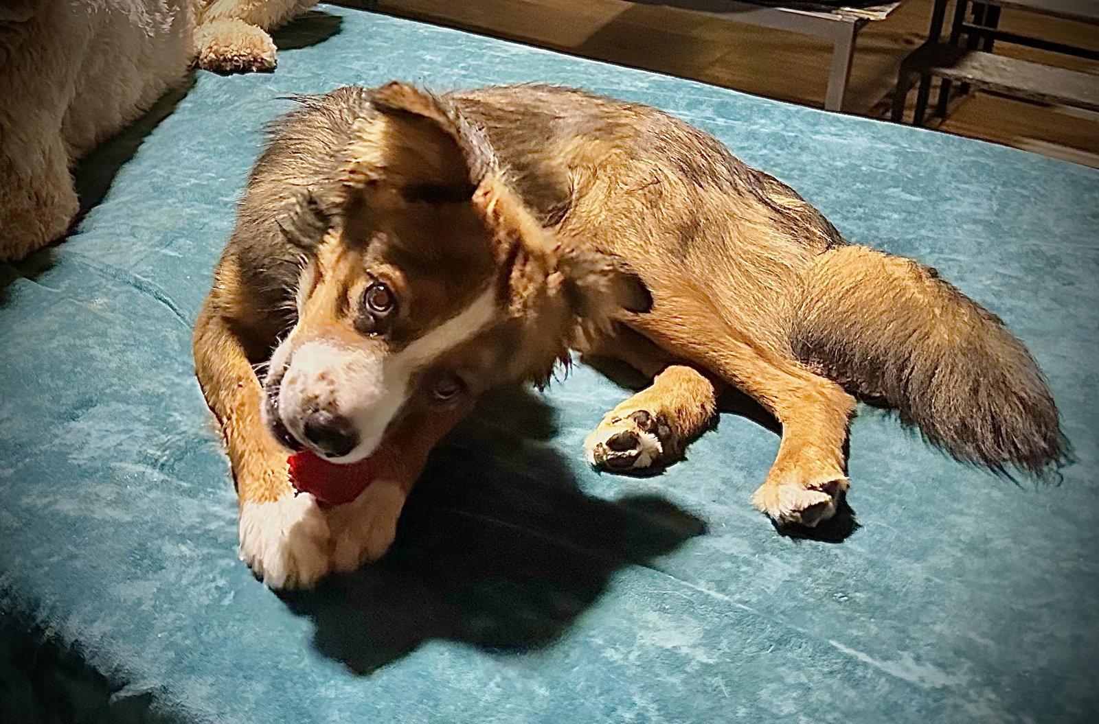 Gidget, Adopted, Young Female Australian Shepherd & Border Collie.
